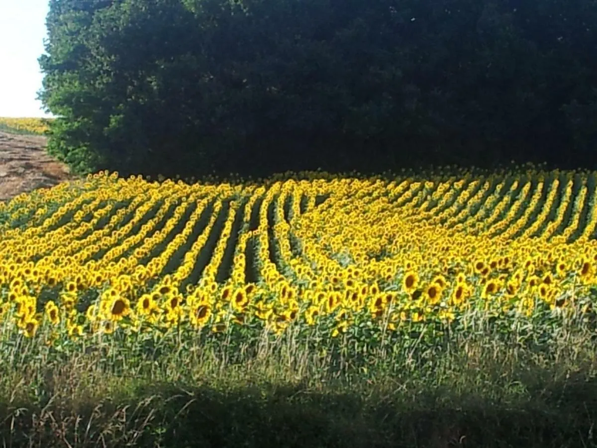 Bed and Breakfast La Beline Tayrac  Francia